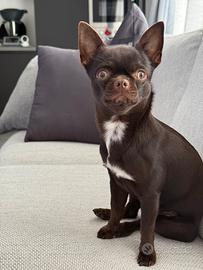 Chihuahua maschio disponibile per riproduzione