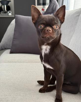 Chihuahua maschio disponibile per riproduzione