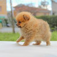 Volpino di Pomerania cucciola disponibile