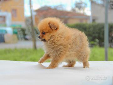 Volpino di Pomerania cucciola disponibile