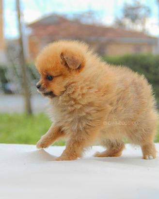 Volpino di Pomerania cucciola disponibile