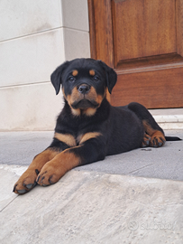 Rottweiler