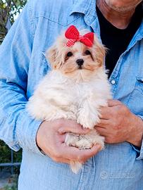 Maltipoo maschietto mini toy