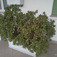 Albero di giada da giardino