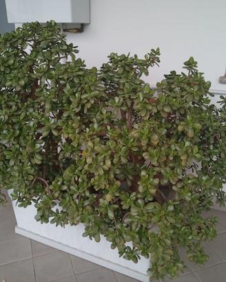Albero di giada da giardino
