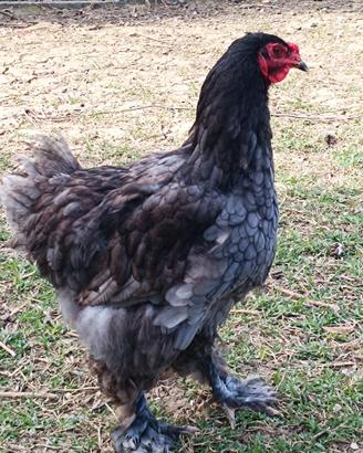 Gallo Brahma blu