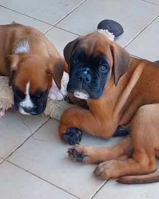 Cuccioli di boxer con pedigree