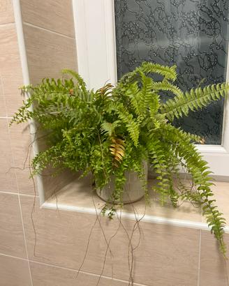 Pianta felce