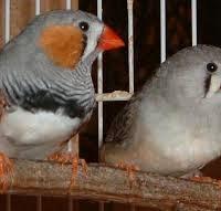 BENGALINI, allevati in gabbia