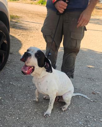 Boxer 2 anni in adozione
