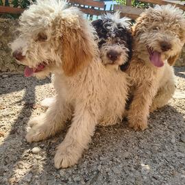 Cuccioli di lagotto romagnolo (PEDIGREE)
