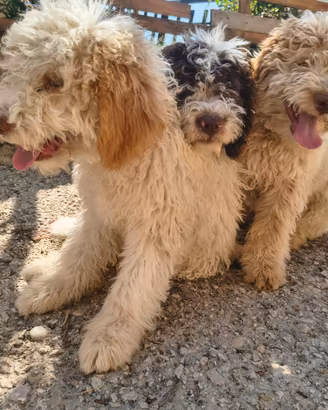 Cuccioli di lagotto romagnolo (PEDIGREE)