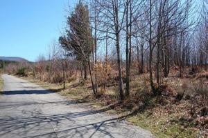 Terreno agricolo in Aspromonte
