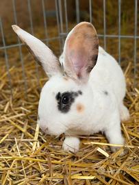 Conigli Rex
