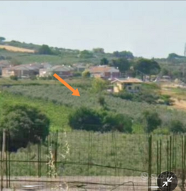 Terreno agricolo con oliveto