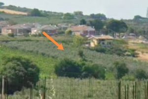 Terreno agricolo con oliveto