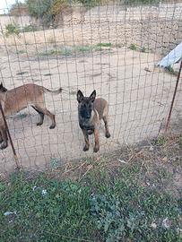 malinois pastore belga