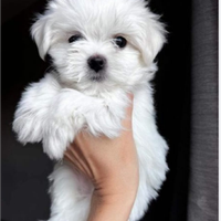 Cuccioli Maltesi