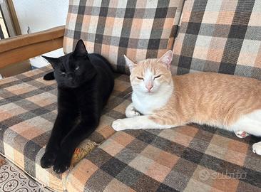 Due gatti inseparabili, micio e rufus