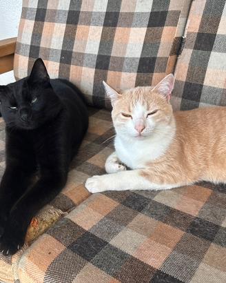 Due gatti inseparabili, micio e rufus