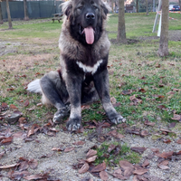 Maschio di Pastore del caucaso con pedigree dispon