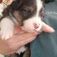 Pastore australiano con pedigree