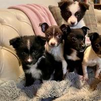 Cuccioli mix chiuhuaha pincher con volpino