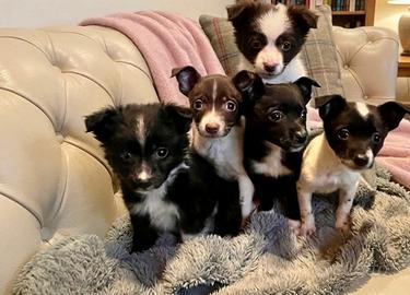 Cuccioli mix chiuhuaha pincher con volpino