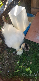 Morosetas pulcini e non solo