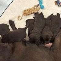 Labrador Retriever cioccolato con Pedigree