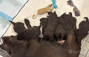 Labrador Retriever cioccolato con Pedigree