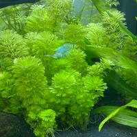 Limnophila sessiliflora