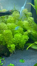 Limnophila sessiliflora