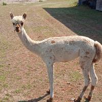 Alpaca appalosa
