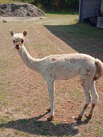Alpaca appalosa