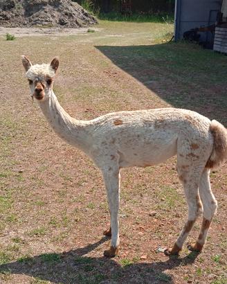 Alpaca appalosa