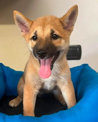 Shiba inu 2 mesi ( cuccioli disponibili)