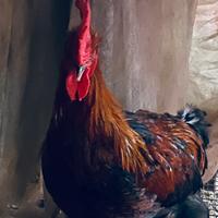 Galli rossi Marans