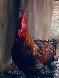 Galli rossi Marans