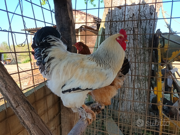 Gallo