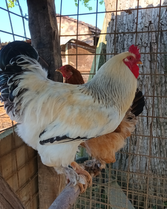 Gallo