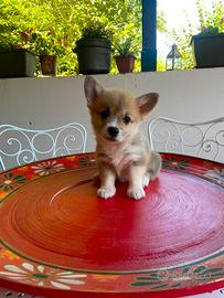 Corgi