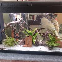 Acquario tropicale