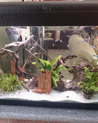 Acquario tropicale