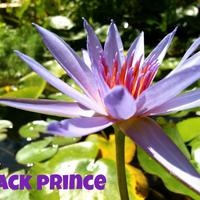 1 Bulbo ninfea tropicale Black Prince blu laghetto