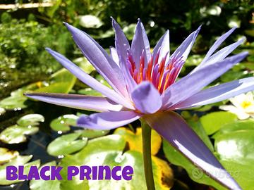 1 Bulbo ninfea tropicale Black Prince blu laghetto