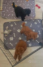 Barboncini toy/pedigree enci/