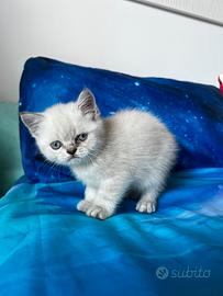 British / Scottish Straight color point femmina