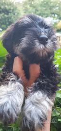 Schnauzer Nano Nero Argento I Zwergschnauzer