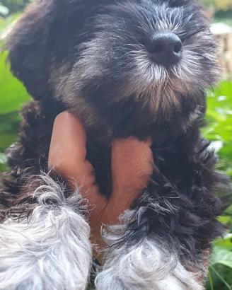 Schnauzer Nano Nero Argento I Zwergschnauzer